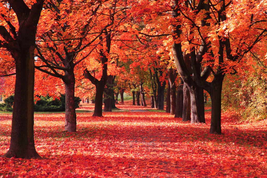 An outdoor walkway lined with trees with red and orange leaves.
